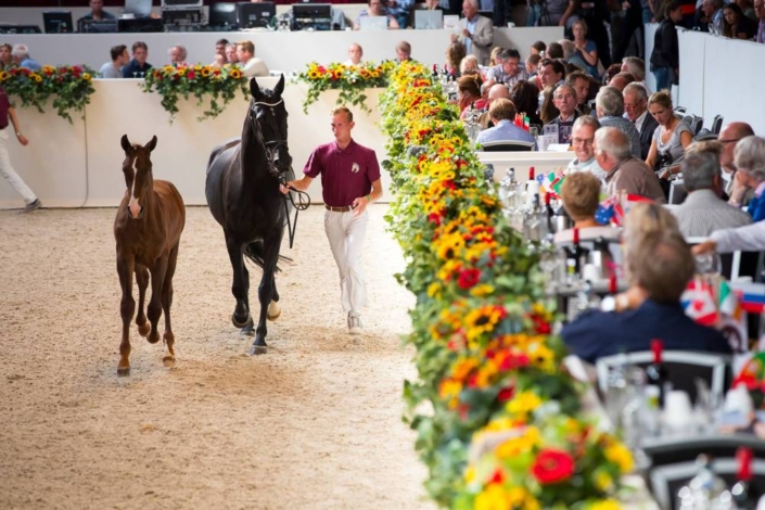 Limburgse-veulenveiling-2017-1